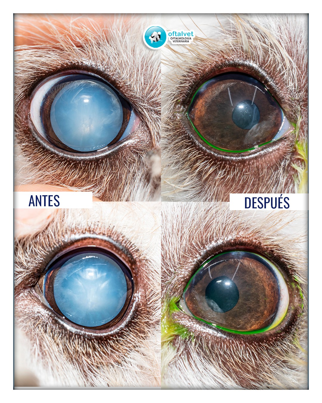 Pets Vision x 15 ml